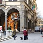 Vista a Lucca   Italy