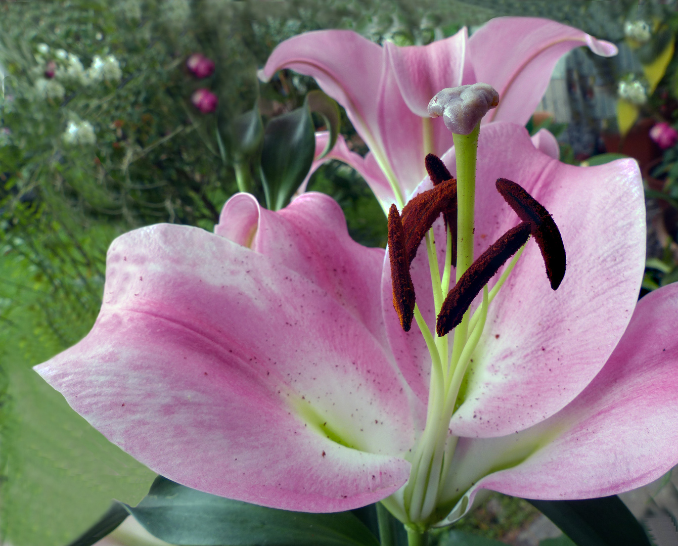 Vista al jardin  Lilias en flor 