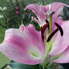 Vista al jardin  Lilias en flor 