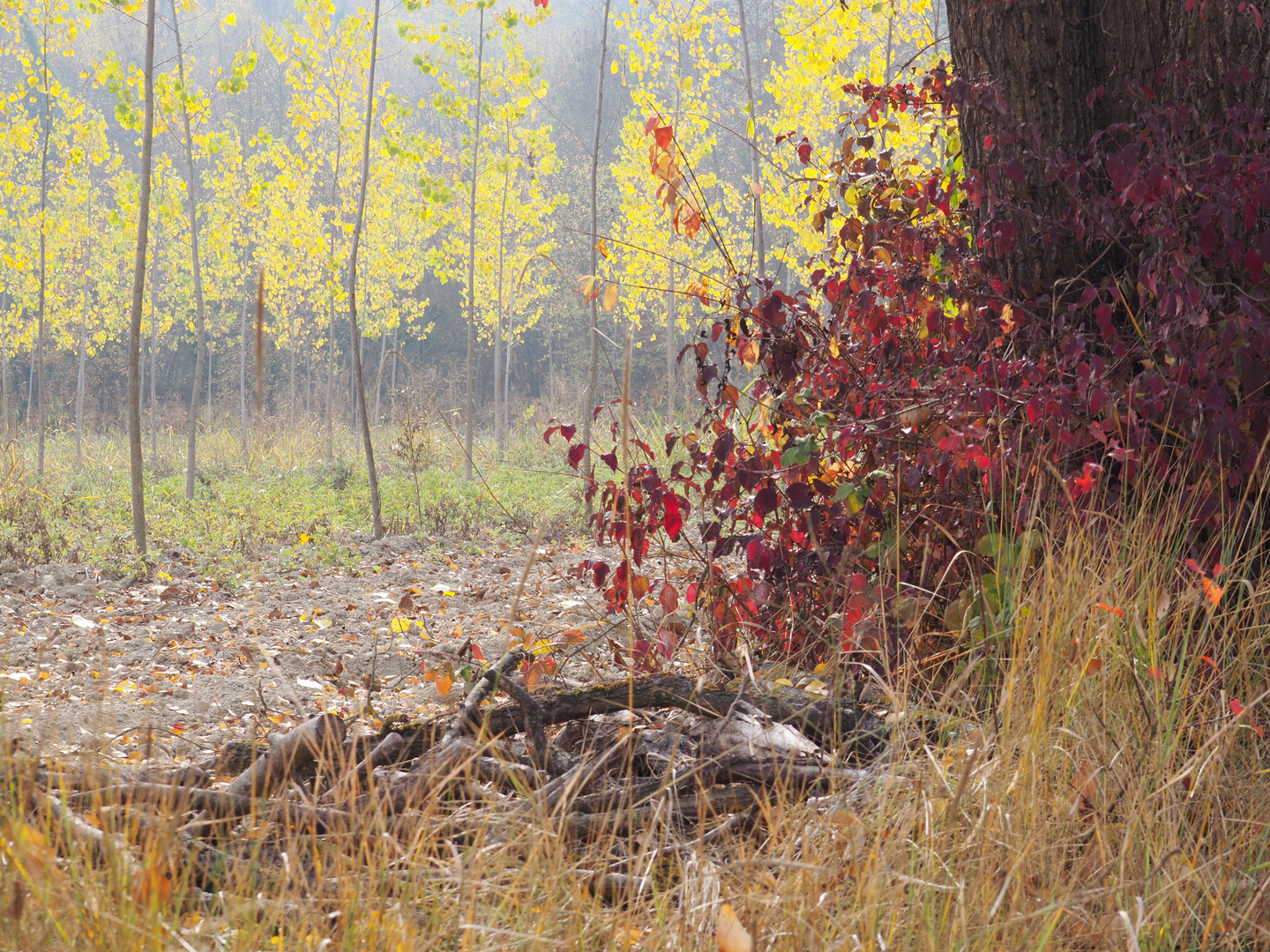 VISTA AUTUNNALE