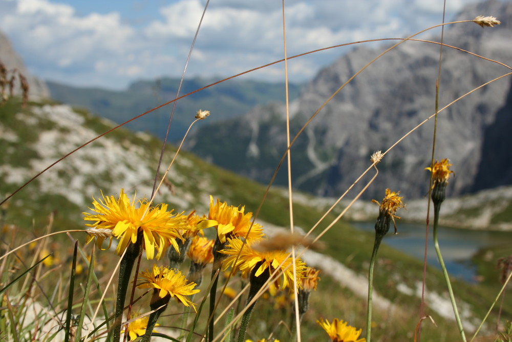 Vista in giallo