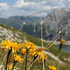 Vista in giallo