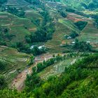 Vista over paddy fields