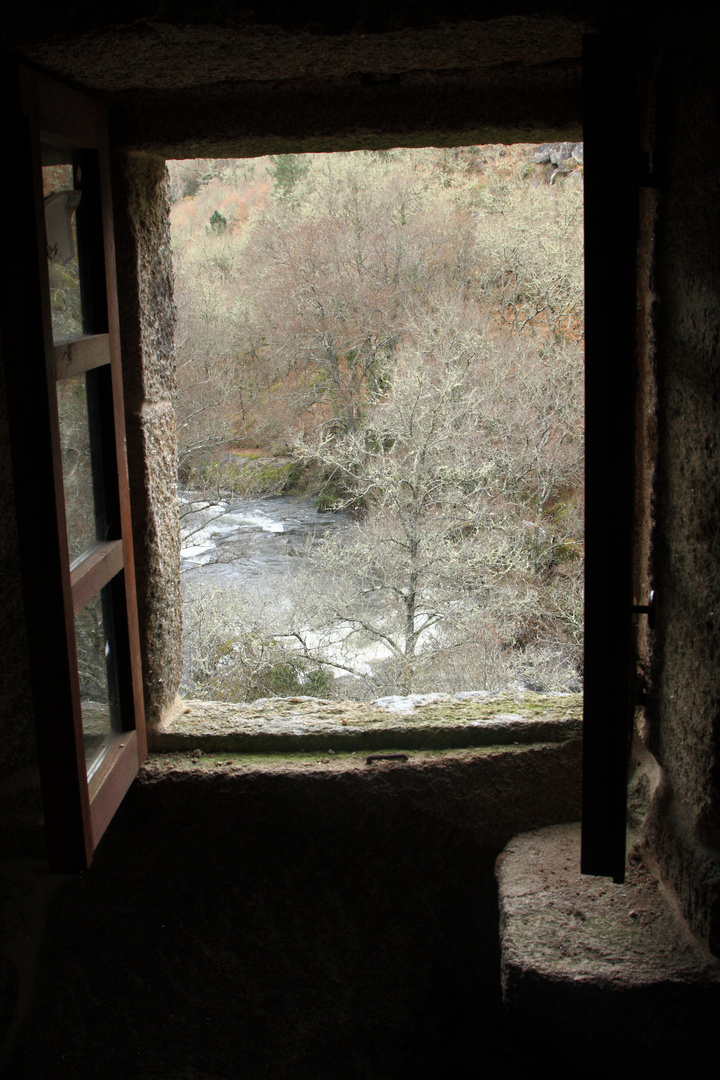 VISTAS AL BOSQUE