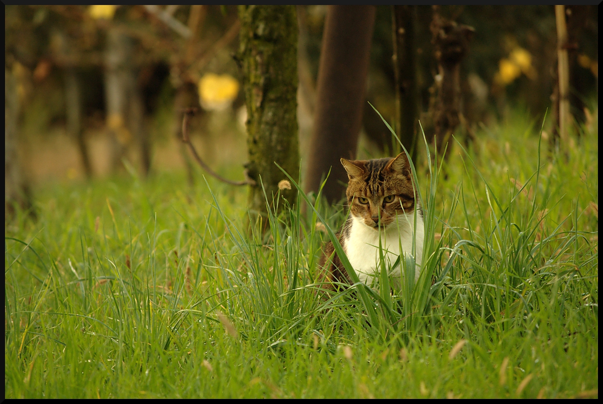 Vita animale d'autunno in campagna