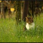 Vita animale d'autunno in campagna