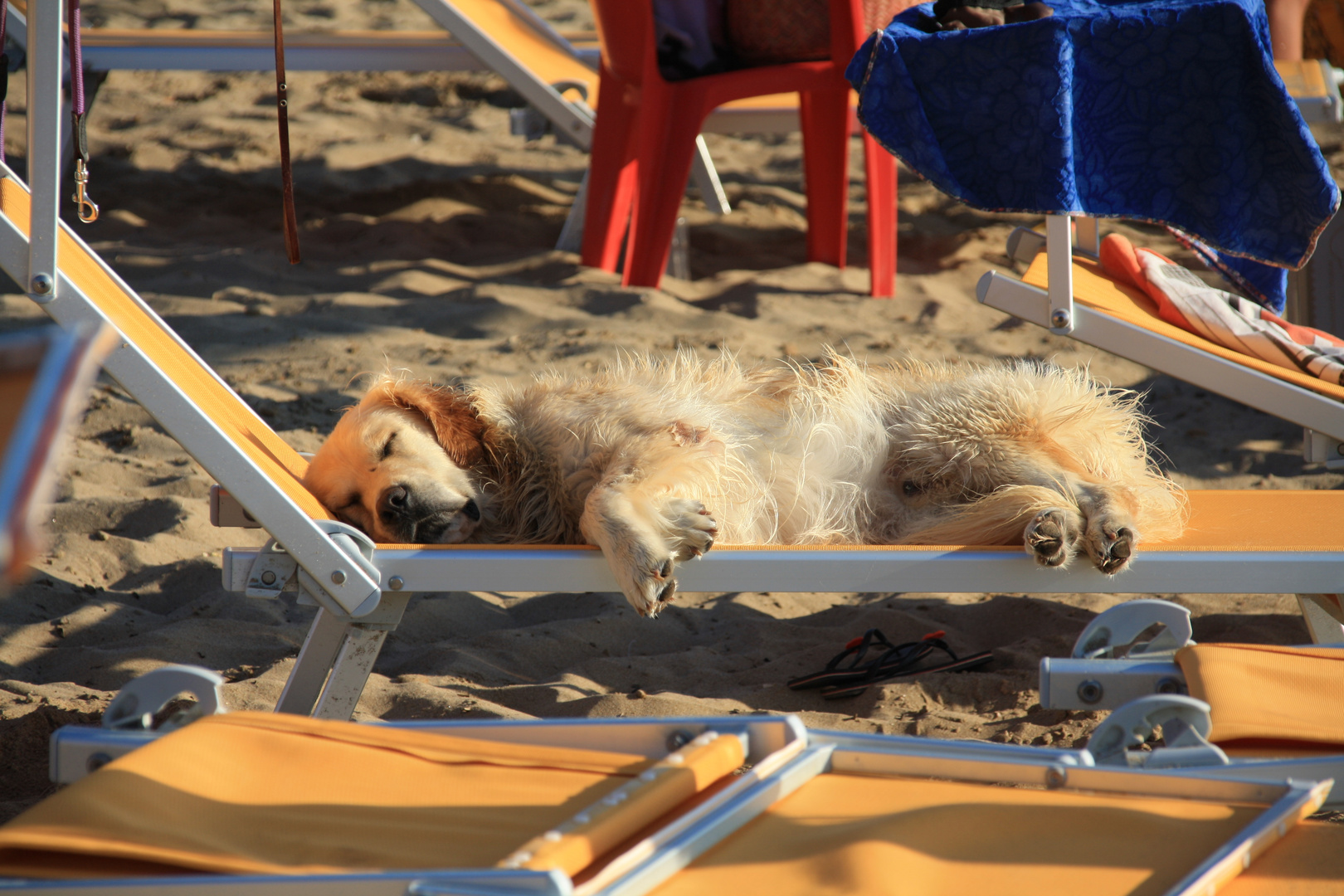 vita da cani (dog beach San Vincenzo)