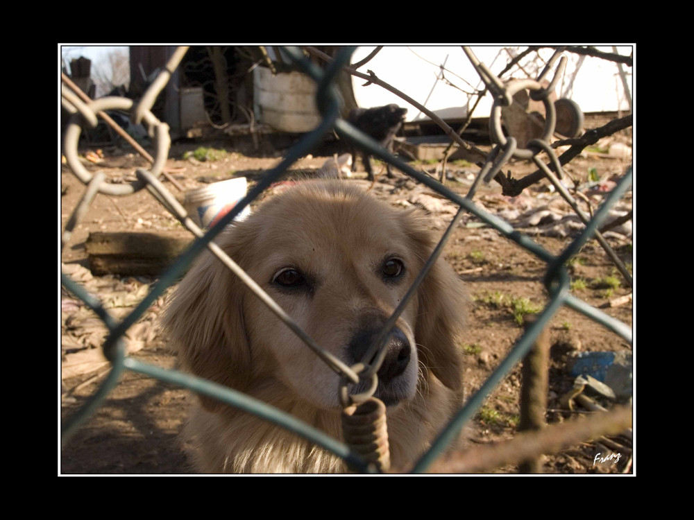 vita da cani..