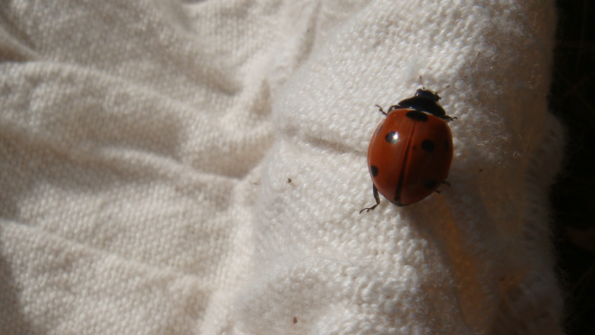 Vita da coccinella