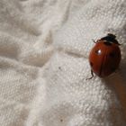 Vita da coccinella