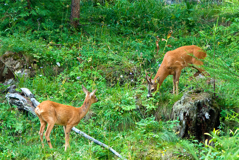 Vita nel bosco 2