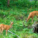 Vita nel bosco 2