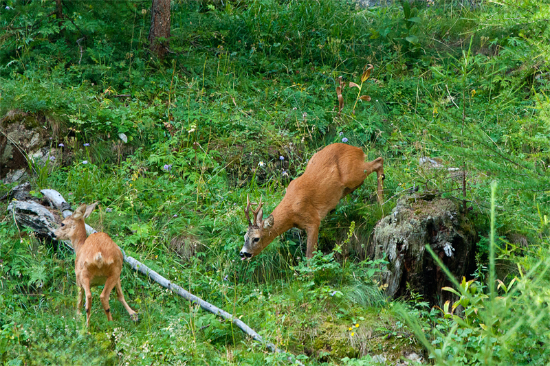 Vita nel bosco 3