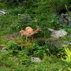 Vita nel bosco