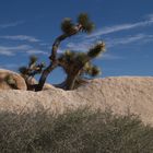 Vita nel deserto