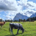 Vita quotidiana tra le Dolomiti . . .