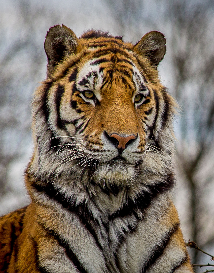 Vitali. Foto & Bild tiere, zoo, wildpark & falknerei, säugetiere
