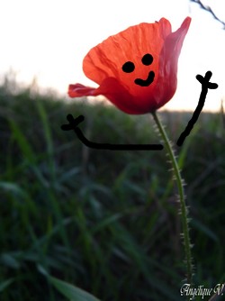 Vitalité d'un coquelicot