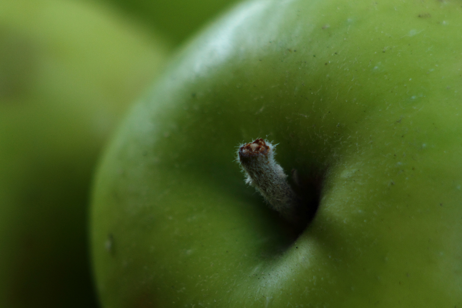 &amp;quot;Vitamin-Bombe&amp;quot; Foto &amp; Bild | pflanzen, pilze &amp; flechten, früchte und ...