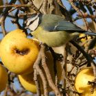 Vitamin C gegen Vogelgrippe