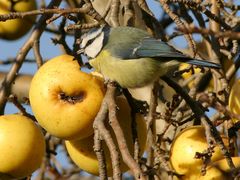 Vitamin C gegen Vogelgrippe