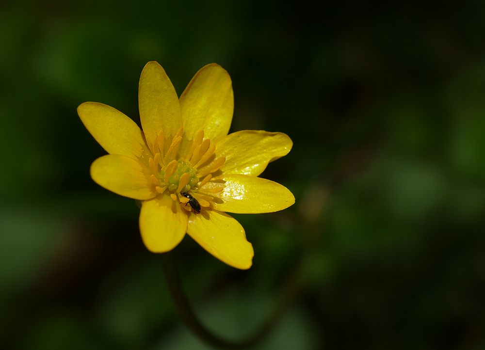  Vitamin-C-haltig