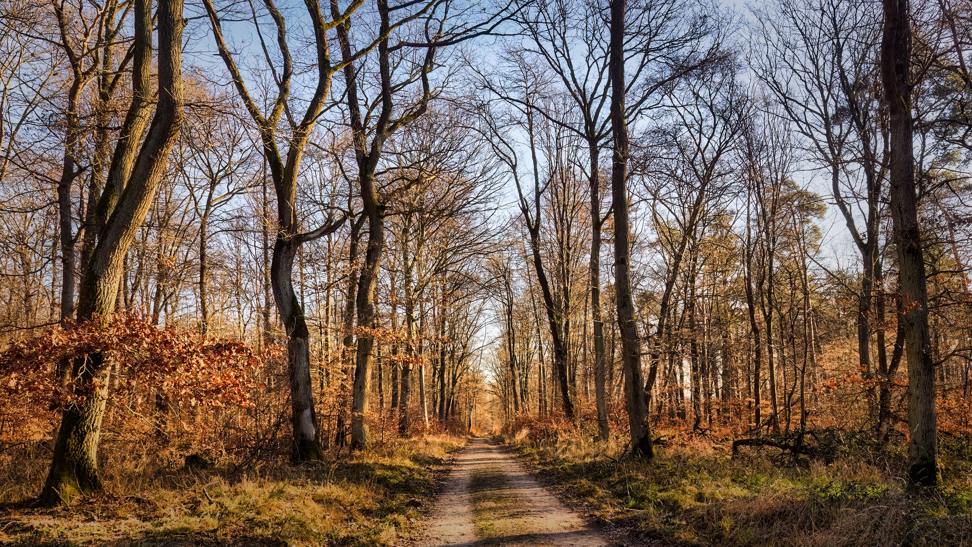 Vitamin D im kalten Wald