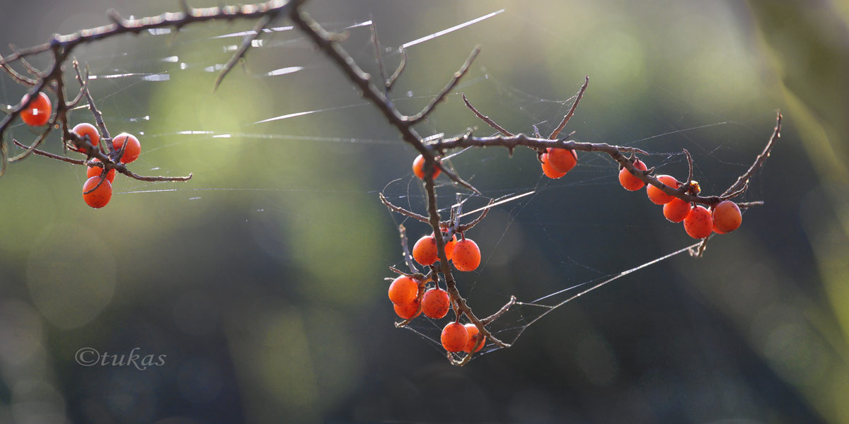 Vitaminbombe....:))) Foto &amp; Bild | fotos, natur, herbst Bilder auf ...