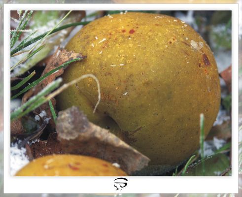 Vitamine auf Eis gelegt