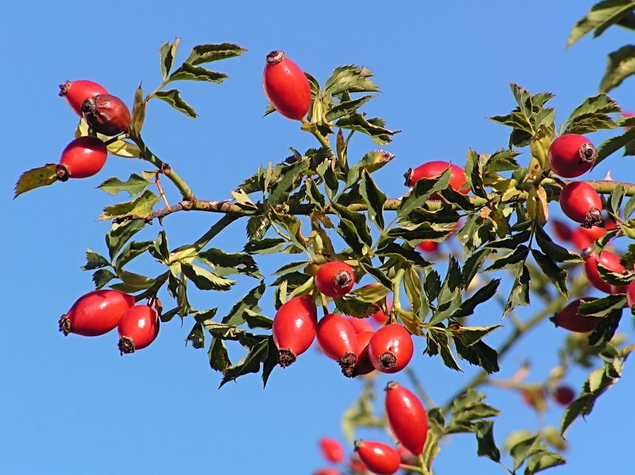 Vitamine für den Winter