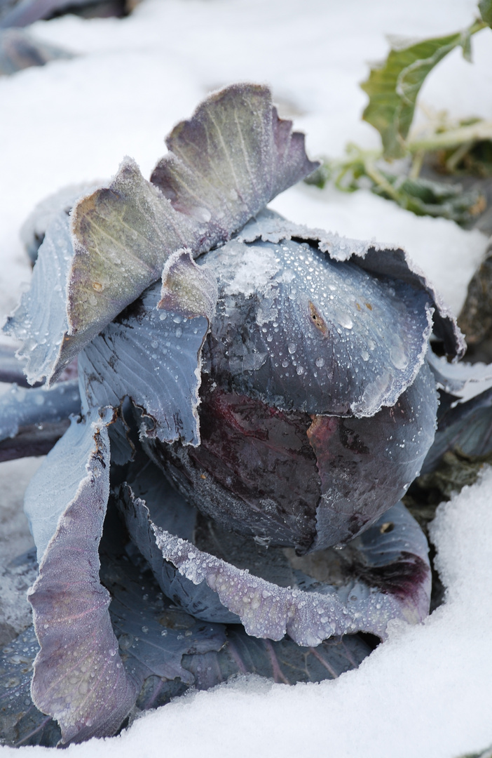 Vitamine für den Winter