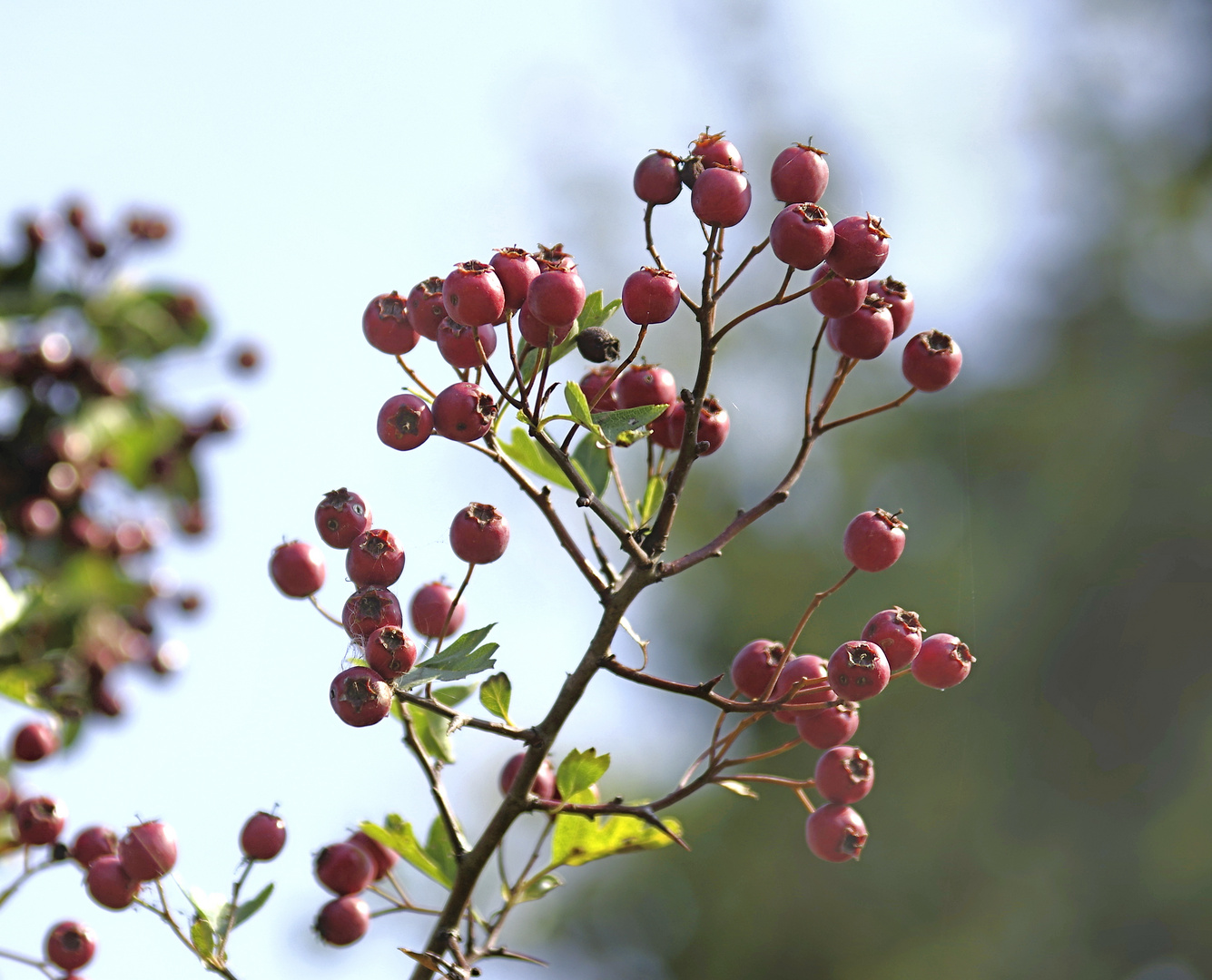 Vitamine für die Vogelwelt