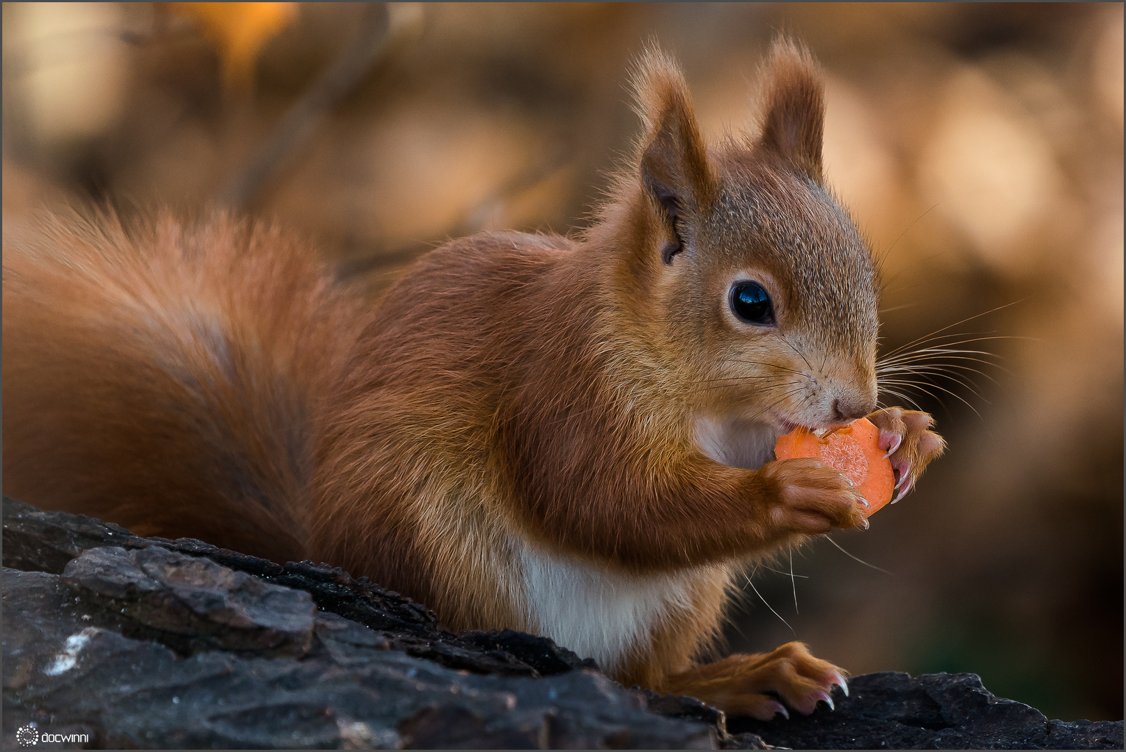 Vitamine sind im Winter immer gut !