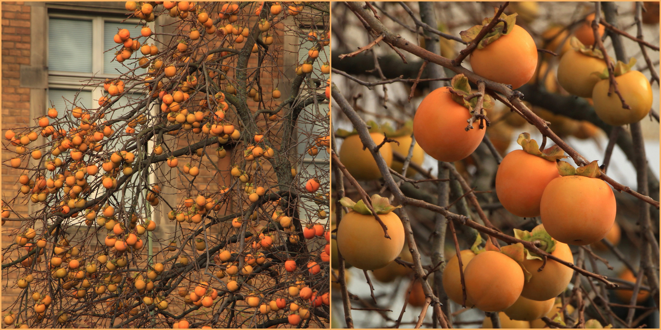  Vitamine und Farben im November!