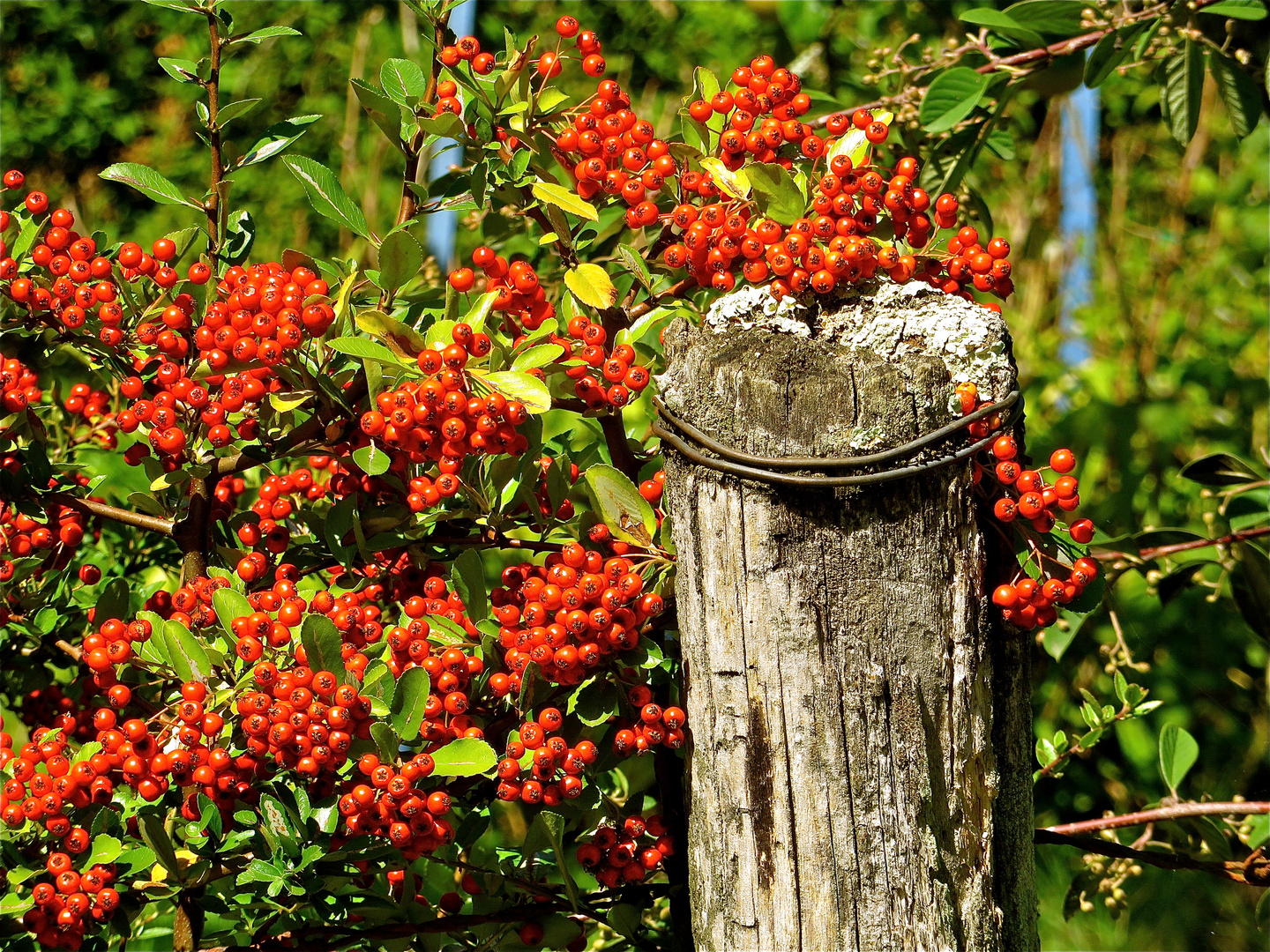 ... Vitamines pour les oiseaux !!!...