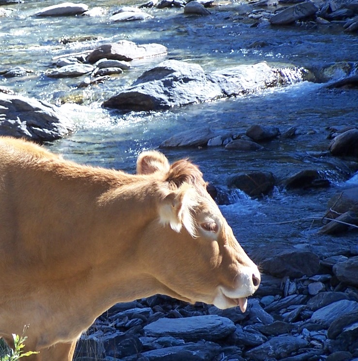 Vite, de l'eau, elle a soif !