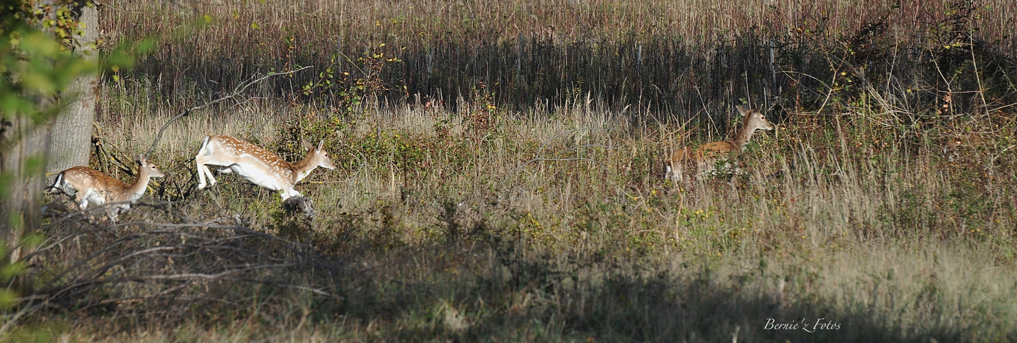 Vite, il faut échapper aux chasseurs !