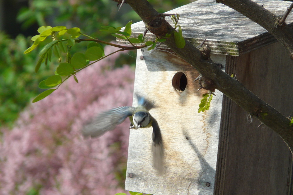 Vite ! Les petits ont faim… (Mésange bleue)