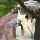 Vite ! Les petits ont faim… (Mésange bleue)