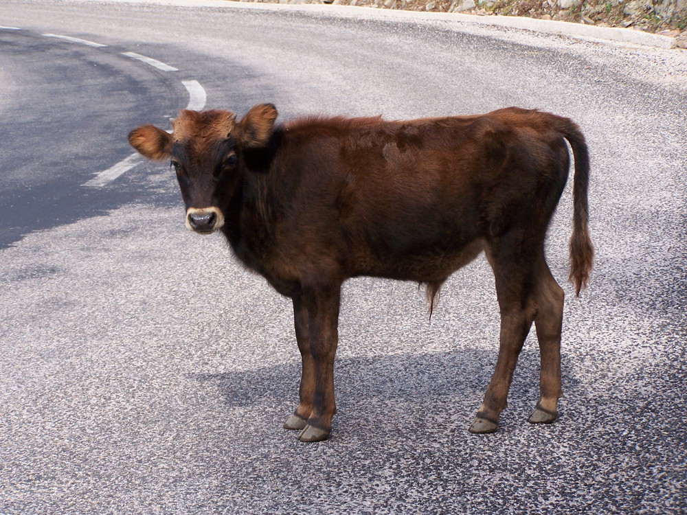 Vitello libero