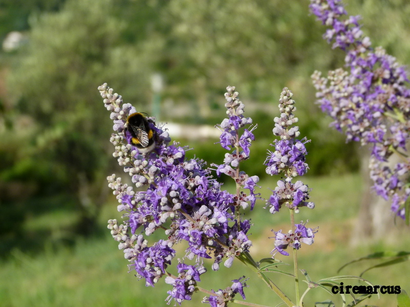 ...VITEX.