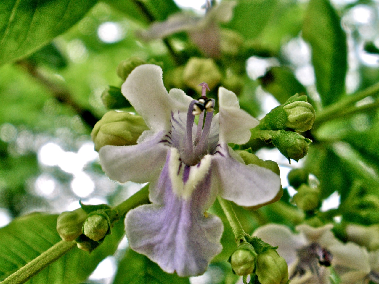 Vitex megapotamica