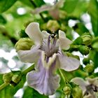 Vitex megapotamica