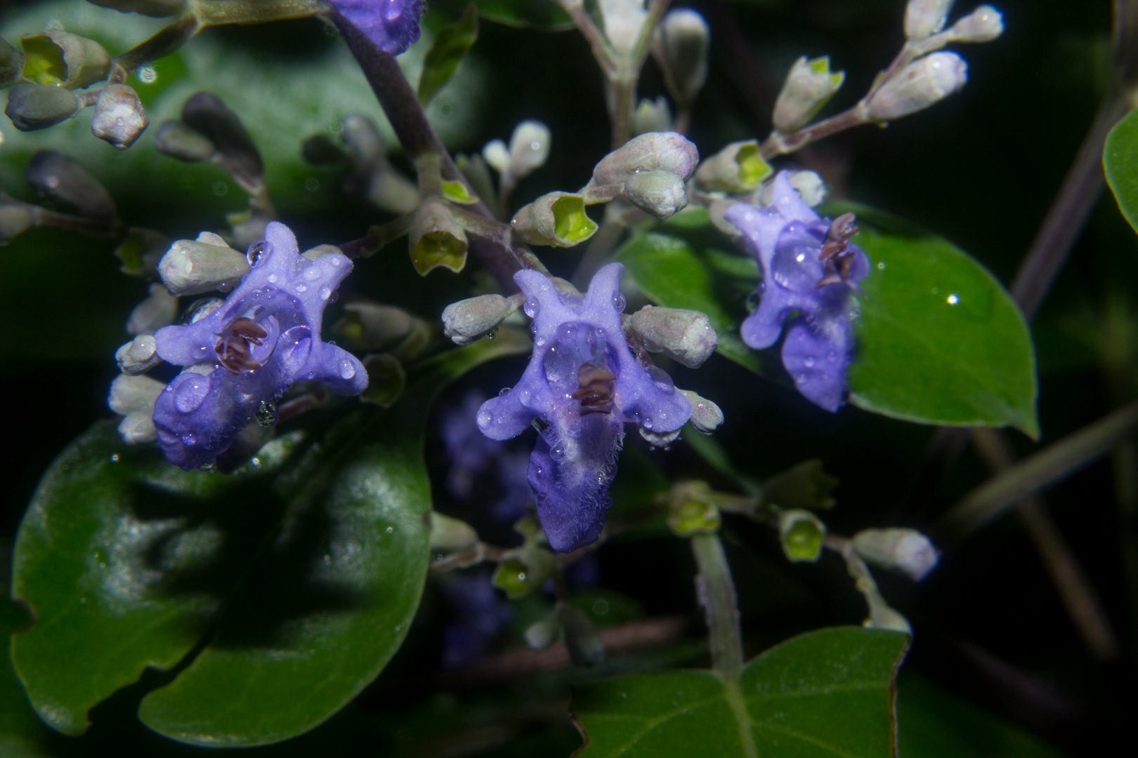 Vitex Triefolia