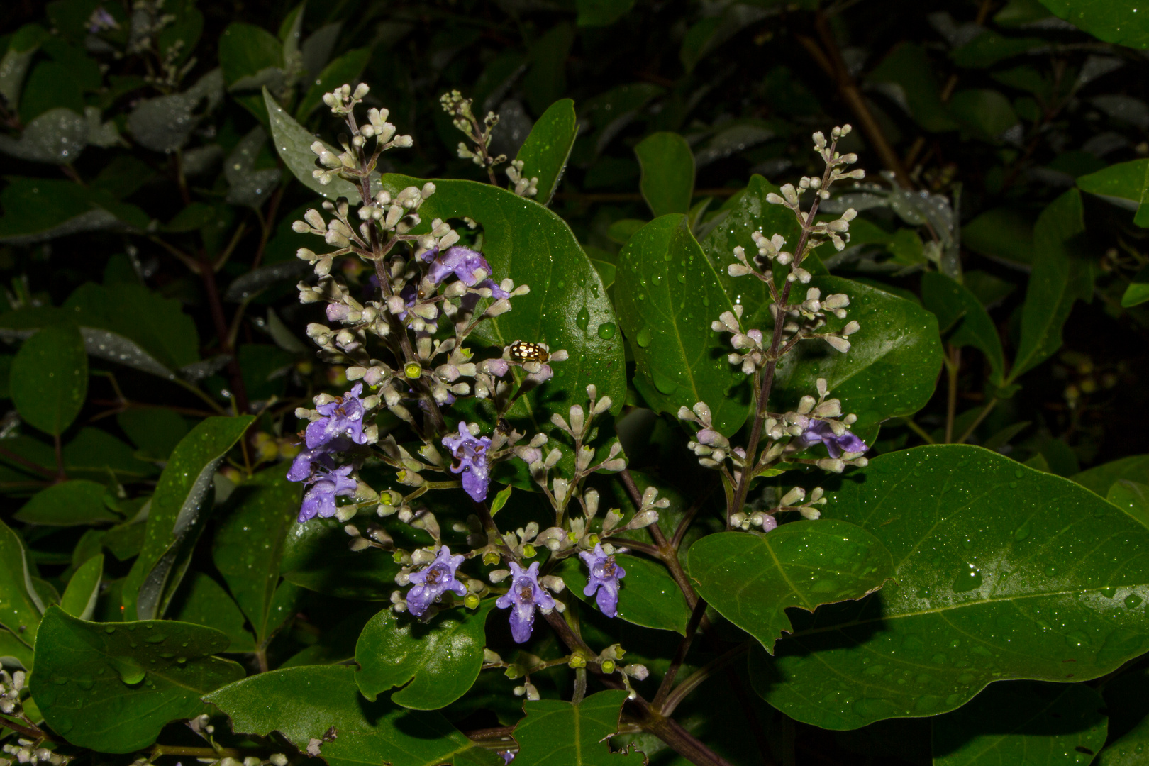 Vitex trifolia