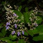 Vitex trifolia