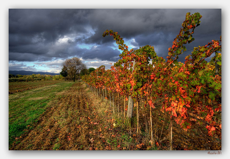 vitigno di Sagrantino