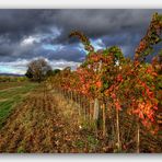 vitigno di Sagrantino