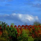 VITIS  A CASTELVETRO MODENA