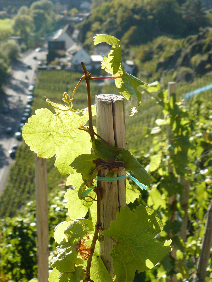 Vitis Vinifera